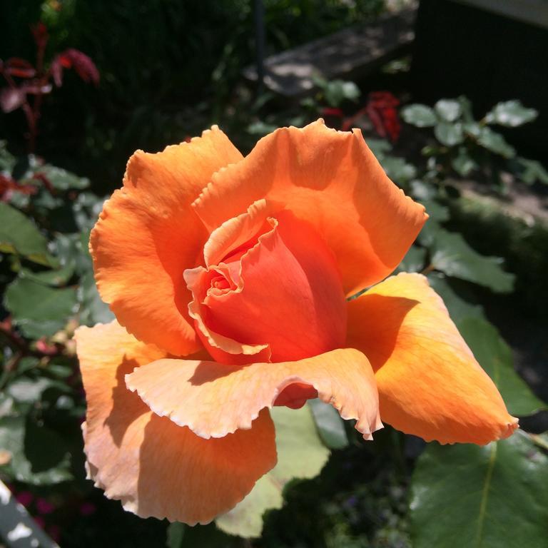 Blairgowrie House Bed & Breakfast Cambridge Bagian luar foto